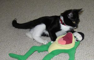 Monkey as a kitten