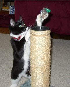 Monkey kitten boxing