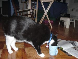 Monkey liked Coffee