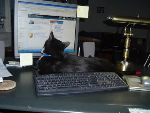 Monkey helps with work